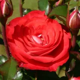 Vörös - virágágyi floribunda rózsa - Online rózsa vásárlás - Rosa Planten un Blomen® - nem illatos rózsa