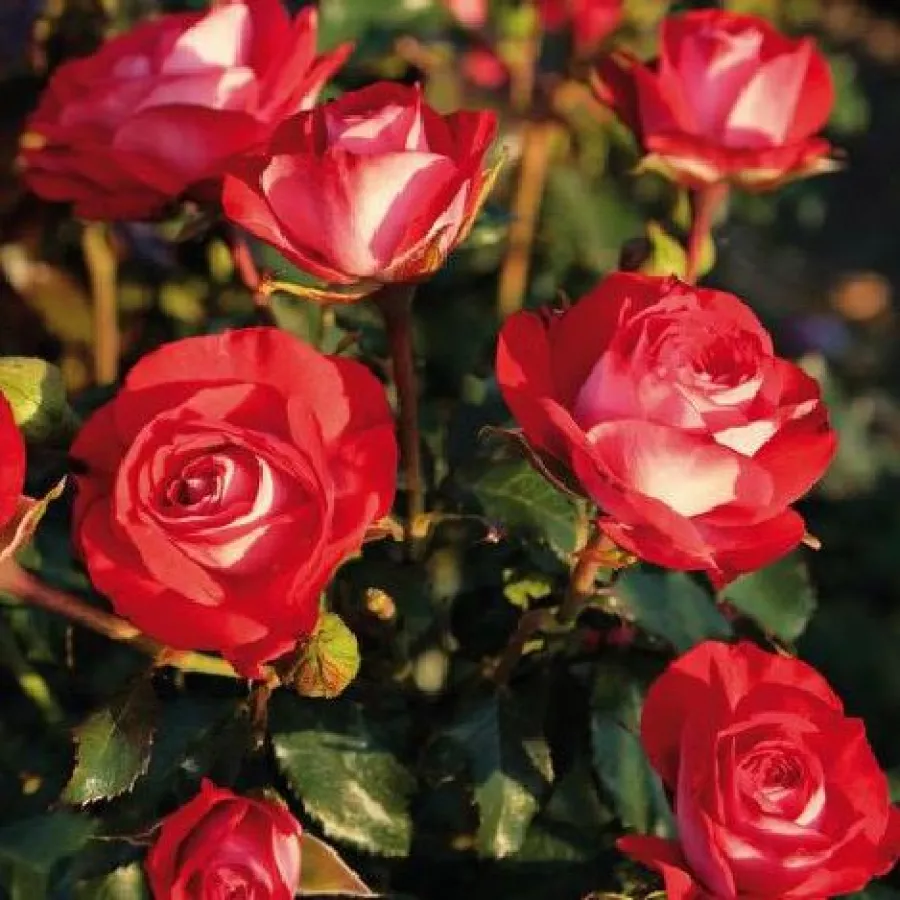 červený - Ruža - Planten un Blomen® - Ruže - online - koupit
