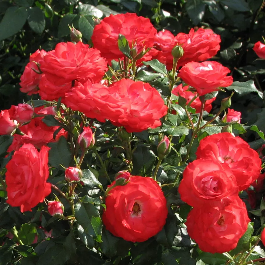 KORplunblo - Ruža - Planten un Blomen® - Ruže - online - koupit