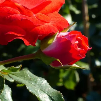 Rosa Planten un Blomen® - červená - Stromkové ruže,  kvety kvitnú v skupinkáchstromková ruža s kríkovitou tvarou koruny
