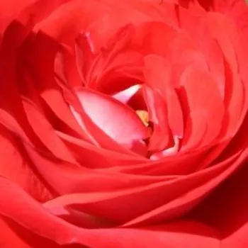 Róże ogrodowe - róże rabatowe grandiflora - floribunda - czerwony - Planten un Blomen® - róża bez zapachu