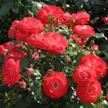 Piros - fehér sziromfonák - virágágyi floribunda rózsa   (70-80 cm)