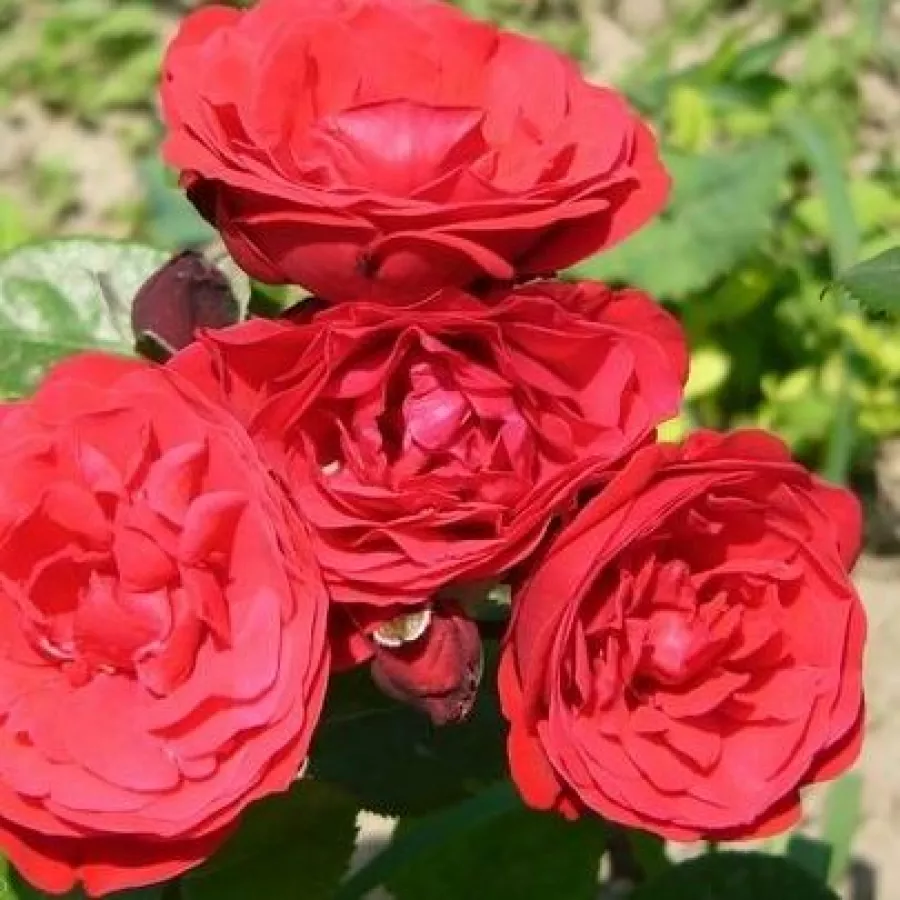 Vörös - Rózsa - Pompadour Red™ - Online rózsa rendelés