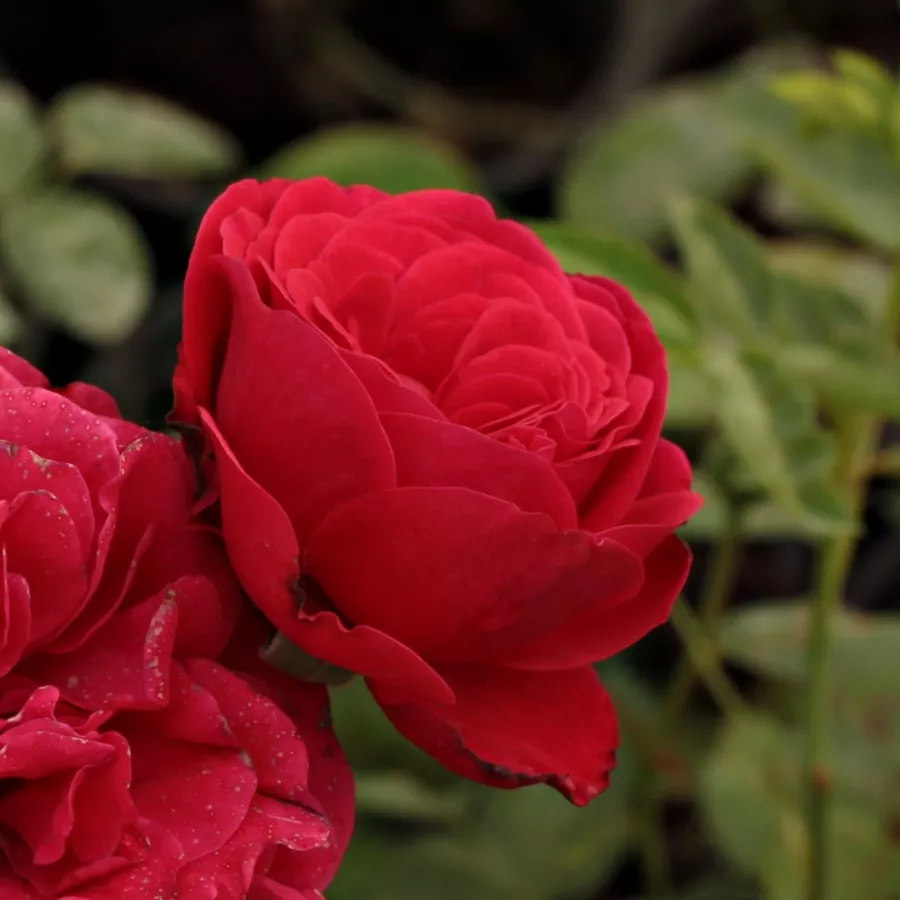 Diskreten vonj vrtnice - Roza - Pompadour Red™ - Na spletni nakup vrtnice