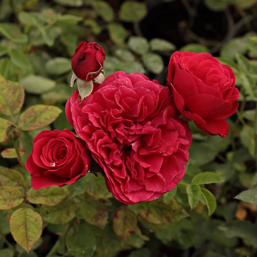 120-150 cm - Rózsa - Pompadour Red™ - Kertészeti webáruház