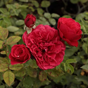 Roşu - trandafiri pomisor - Trandafir copac cu trunchi înalt – cu flori în buchet