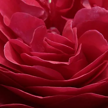 Rosa Pompadour Red™ - rosa de fragancia discreta - Árbol de Rosas Floribunda - rosal de pie alto - rojo - De Ruiter Innovations BV.- forma de corona tupida - Rosal de árbol con multitud de flores que se abren en grupos no muy densos.