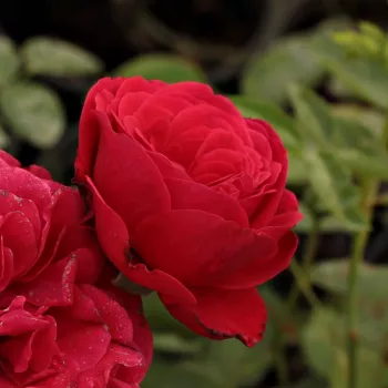 Rosa Pompadour Red™ - roșu - trandafiri pomisor - Trandafir copac cu trunchi înalt – cu flori în buchet