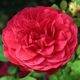 Vörös - diszkrét illatú rózsa - alma aromájú - Online rózsa vásárlás - Rosa Pompadour Red™ - virágágyi grandiflora - floribunda rózsa