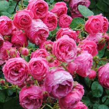 Élénkrózsaszín - virágágyi floribunda rózsa - diszkrét illatú rózsa - savanyú aromájú