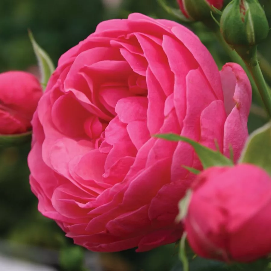 Róże rabatowe grandiflora - floribunda - Róża - Pomponella® - Szkółka Róż Rozaria