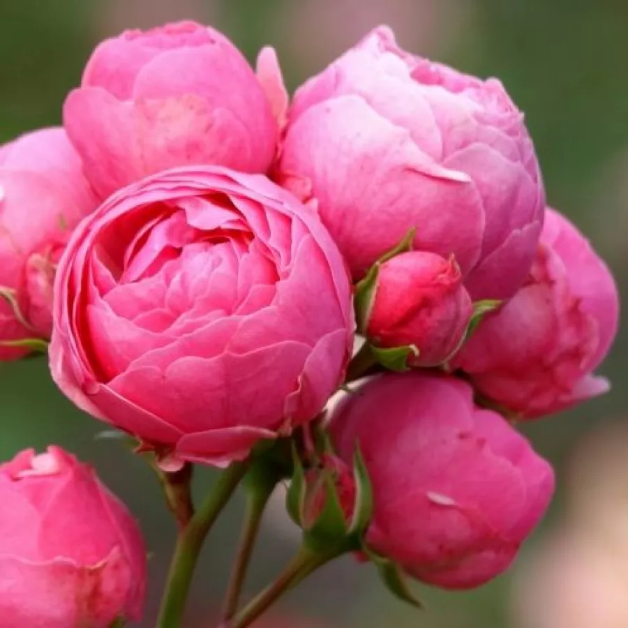 Roz - Trandafiri - Pomponella® - Trandafiri online
