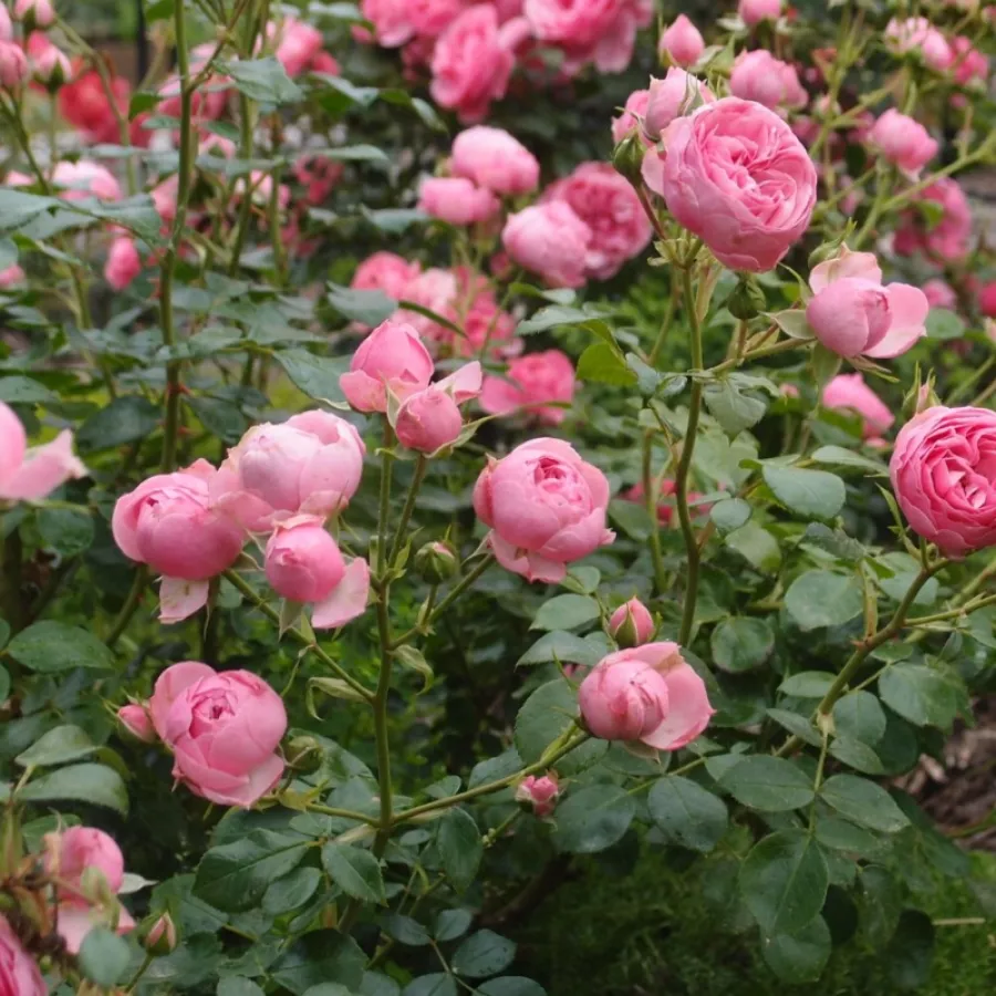Mierna vôňa ruží - Ruža - Pomponella® - Ruže - online - koupit