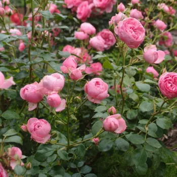 Rosa  Pomponella® - różowy  - róże rabatowe floribunda