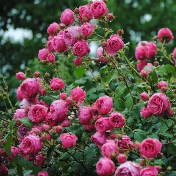 Ružičasta - Floribunda ruže   (80-150 cm)