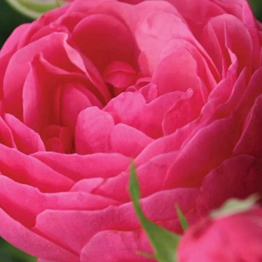 Floribunda - Roza - Pomponella® - Na spletni nakup vrtnice