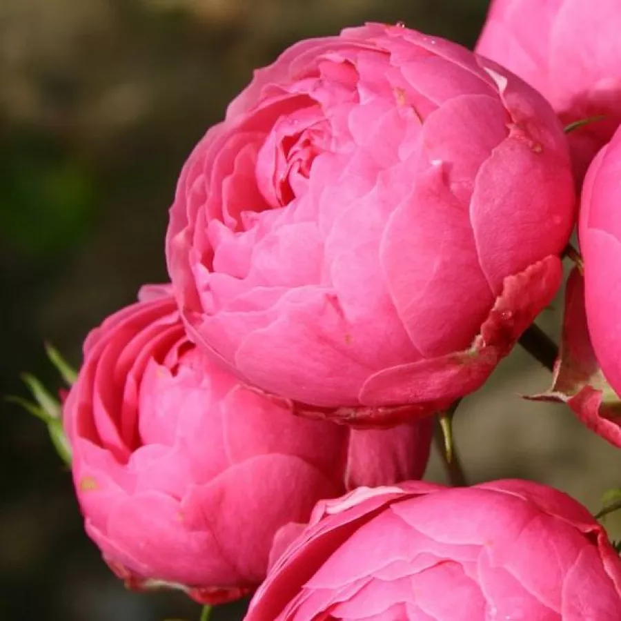 árbol de rosas de flores en grupo - rosal de pie alto - Rosa - Pomponella® - rosal de pie alto