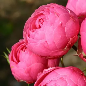 Rosa Pomponella® - ružová - stromčekové ruže - Stromkové ruže, kvety kvitnú v skupinkách