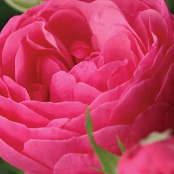 Ružová - školka - eshop  - stromčekové ruže - Stromkové ruže, kvety kvitnú v skupinkách - ružová - Pomponella® - mierna vôňa ruží - kyslá aróma