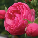Záhonová ruža - floribunda - mierna vôňa ruží - kyslá aróma - ružová - Rosa Pomponella®