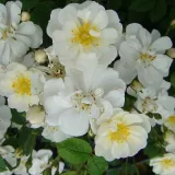 Fehér - törpe - mini rózsa - Online rózsa vásárlás - Rosa Popcorn - intenzív illatú rózsa - eper aromájú