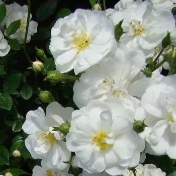 Rózsa kertészet - fehér - törpe - mini rózsa - Popcorn - intenzív illatú rózsa - eper aromájú - (25-50 cm)