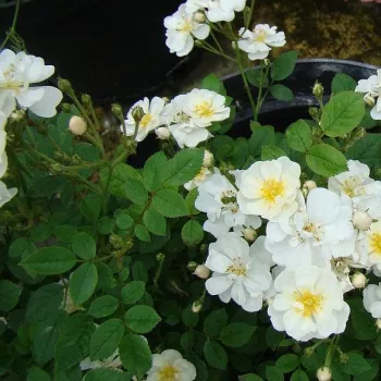 Rosa Popcorn - alb - trandafiri pomisor - Trandafir copac cu trunchi înalt – cu flori mărunți