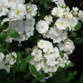 Biely - stromčekové ruže - Stromková ruža s drobnými kvetmi
