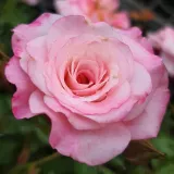 Rózsaszín - törpe - mini rózsa - Online rózsa vásárlás - Rosa Portofino™ - diszkrét illatú rózsa - vanilia aromájú