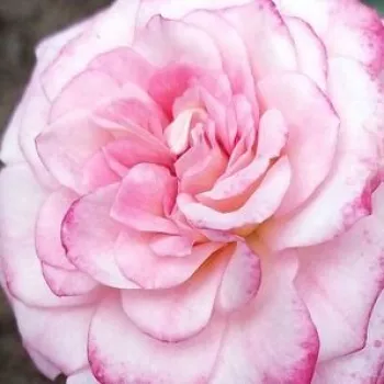 Online rózsa vásárlás - rózsaszín - törpe - mini rózsa - Portofino™ - diszkrét illatú rózsa - vanilia aromájú - (40-60 cm)