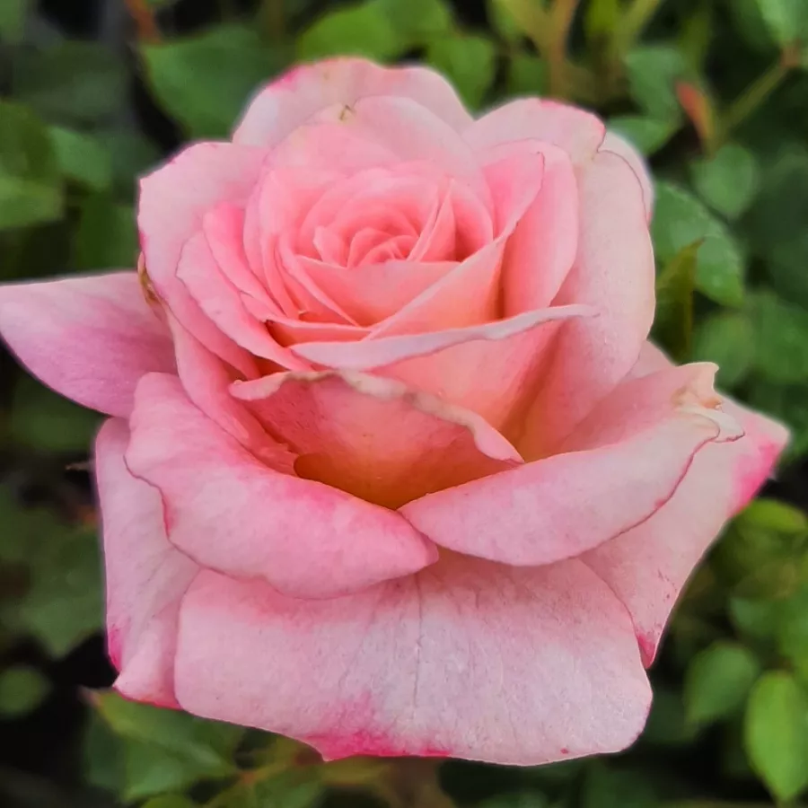 Różowy - Róża - Portofino™ - Szkółka Róż Rozaria