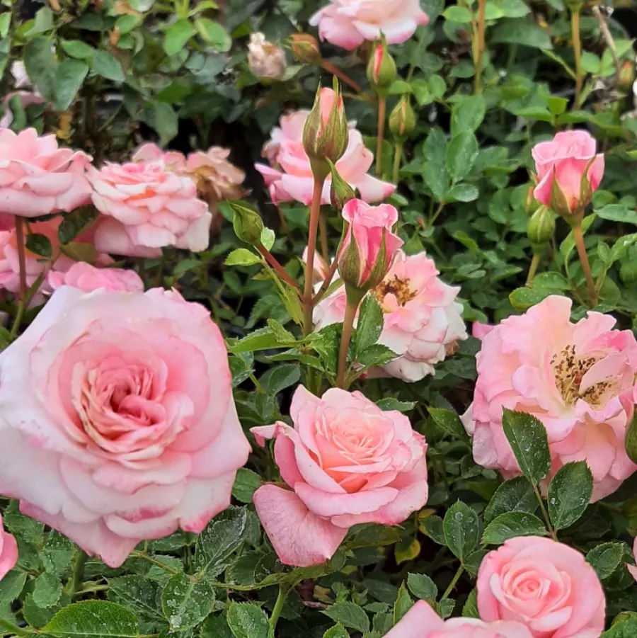 ADAmibros - Rosa - Portofino™ - Produzione e vendita on line di rose da giardino