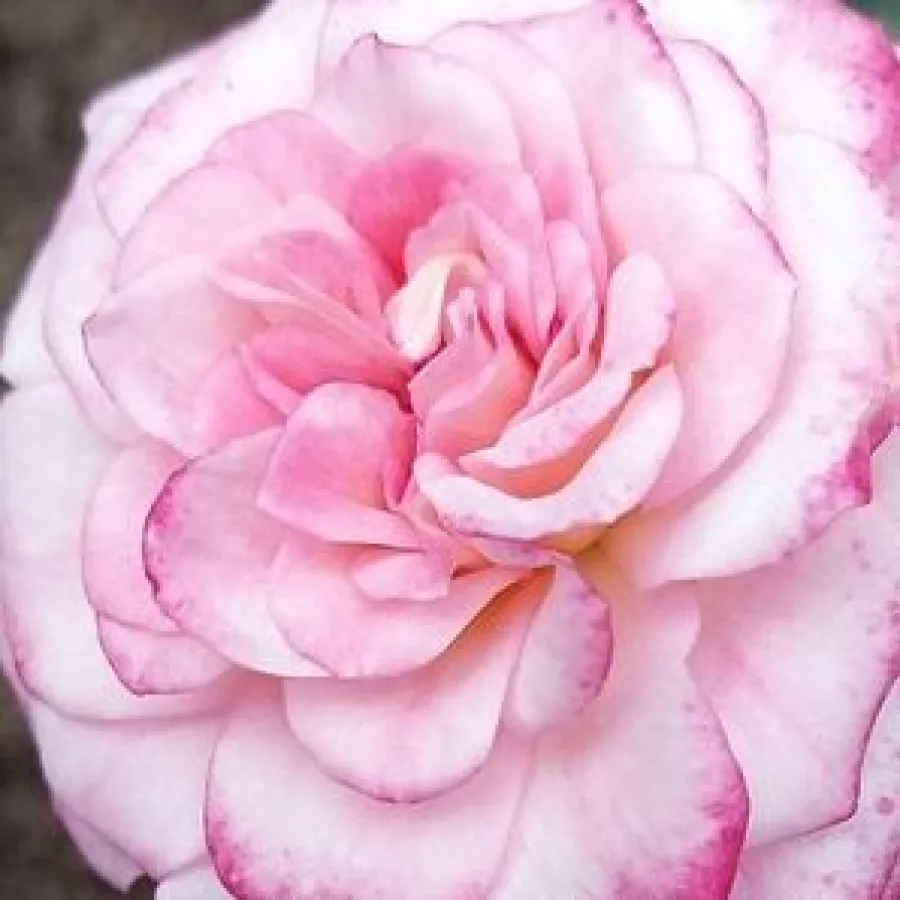 Miniature - Róża - Portofino™ - Szkółka Róż Rozaria