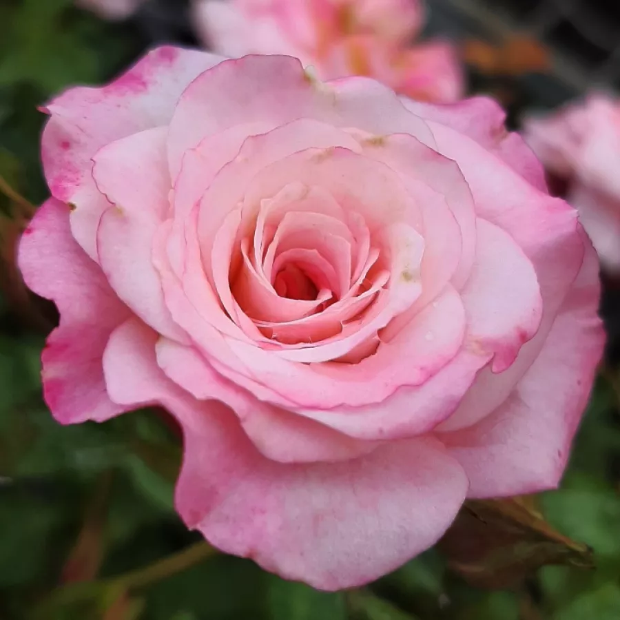 Rózsaszín - Rózsa - Portofino™ - Kertészeti webáruház