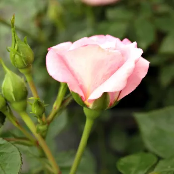 Rosa Portofino™ - rosa - Árbol de Rosas Miniatura - rosal de pie alto- forma de corona compacta