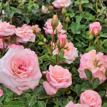 Rosa - árbol de rosas miniatura - rosal de pie alto - rosa de fragancia discreta - vainilla