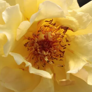 Online rózsa kertészet - sárga - parkrózsa - Postillion ® - diszkrét illatú rózsa - gyöngyvirág aromájú - (160-180 cm)