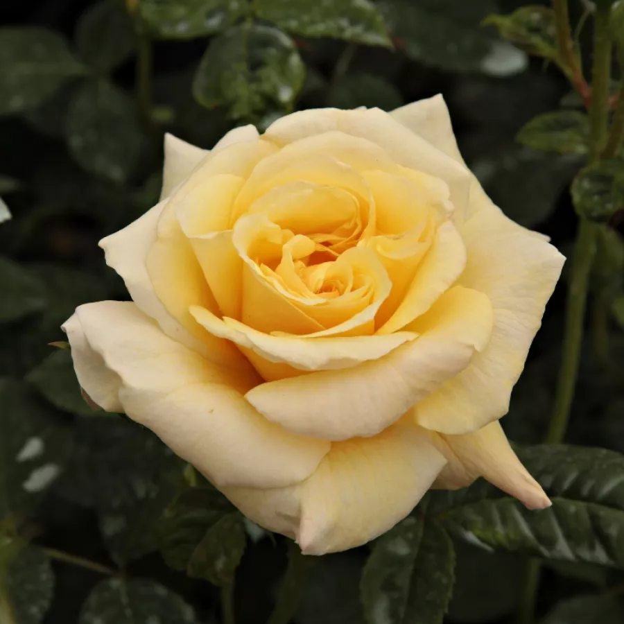 Park - grm vrtnice - Roza - Postillion ® - Na spletni nakup vrtnice