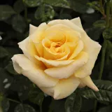 Park - grm vrtnice - rumena - Diskreten vonj vrtnice - Rosa Postillion ® - Na spletni nakup vrtnice