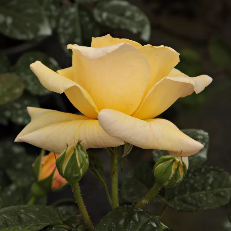 Giallo - Rosa - Postillion ® - Produzione e vendita on line di rose da giardino
