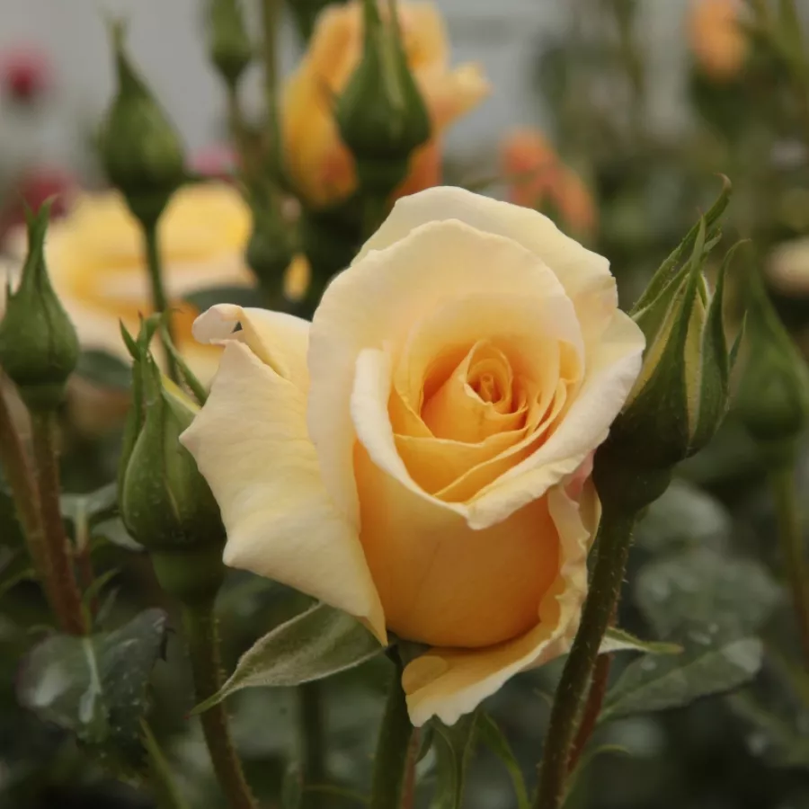 Róża z dyskretnym zapachem - Róża - Postillion ® - Szkółka Róż Rozaria