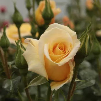Rosa Postillion ® - sárga - parkrózsa