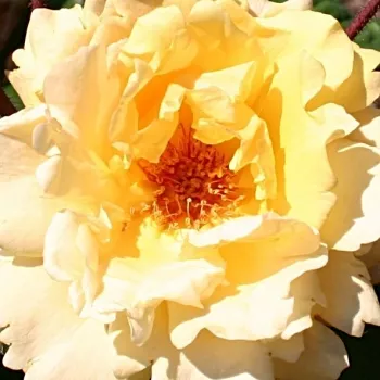 Rosier à vendre - Rosiers buissons - jaune - parfum discret - Postillion ® - (160-180 cm)