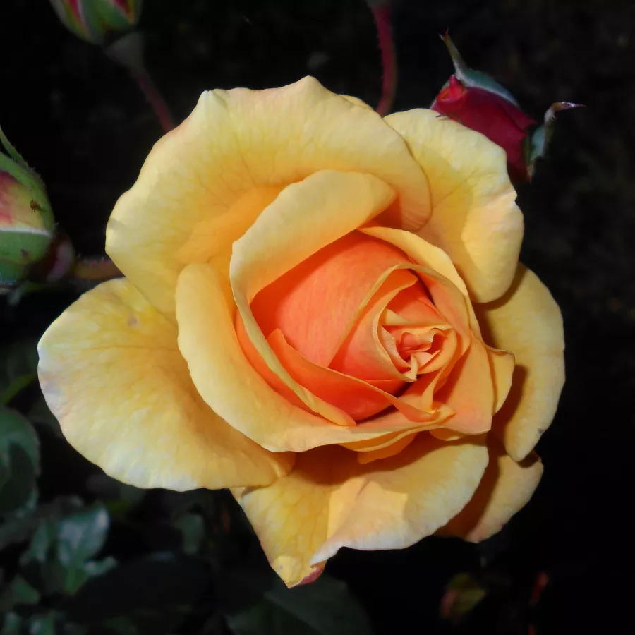 Amarillo - Rosa - Postillion ® - rosal de pie alto