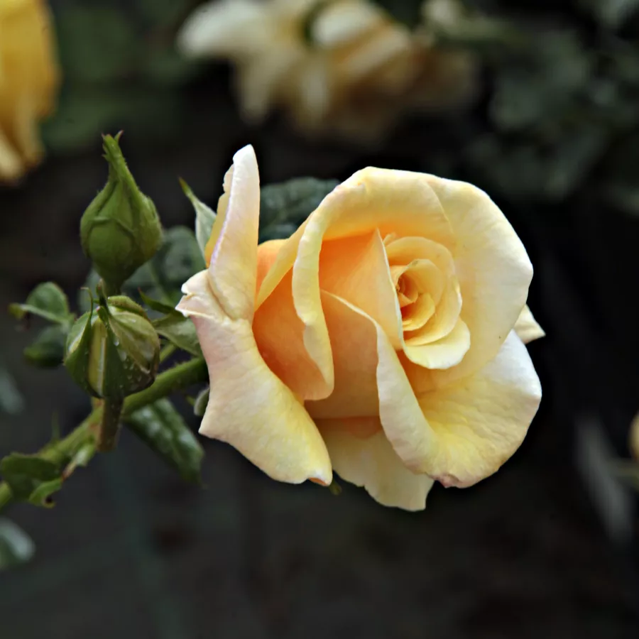 Csokros virágú - magastörzsű rózsafa - Rózsa - Postillion ® - Kertészeti webáruház