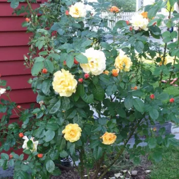 Zlatožlutá - stromkové růže - Stromkové růže, květy kvetou ve skupinkách