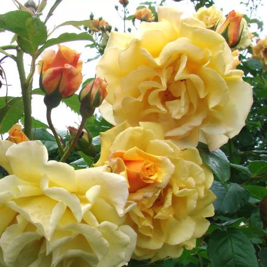 Trandafiri tufă - Trandafiri - Postillion ® - comanda trandafiri online