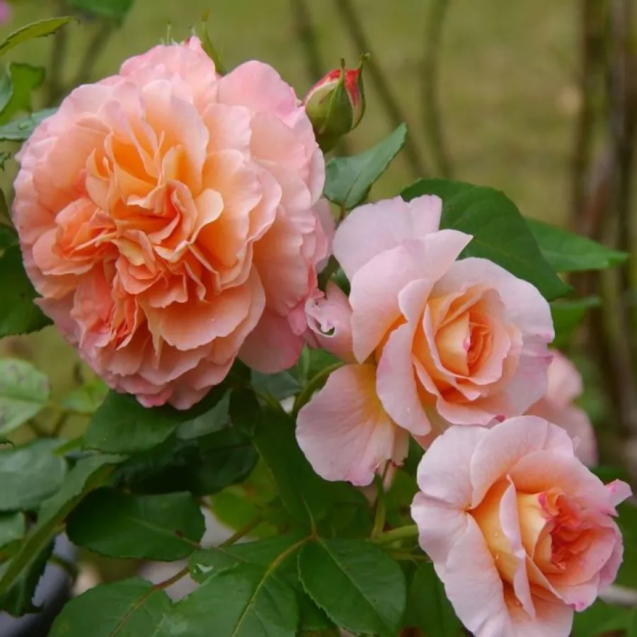 Nostalgična vrtnica - Roza - Affinessence - vrtnice online
