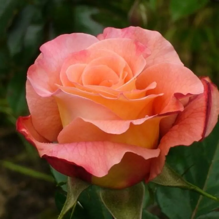 Intenziven vonj vrtnice - Roza - Affinessence - vrtnice - proizvodnja in spletna prodaja sadik