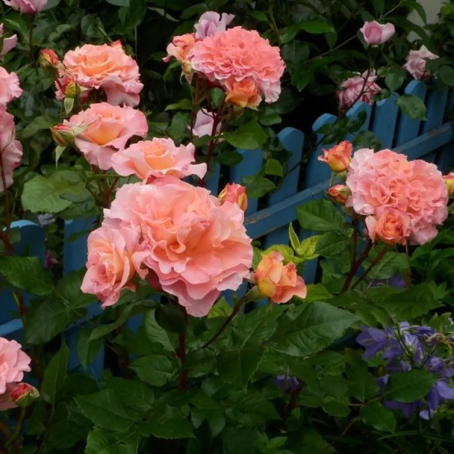 Posamezno - Roza - Affinessence - vrtnice online